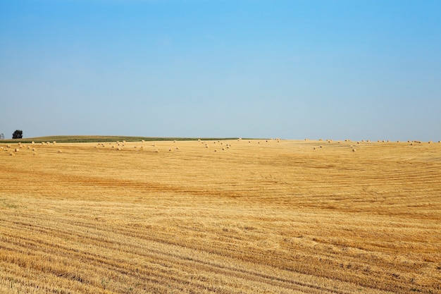 Campo de trigo campo fotografiado que recoge la cosecha de trigo cielo azul paja pajar