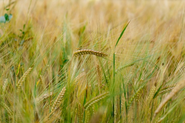 Un campo de trigo con un campo verde al fondo.