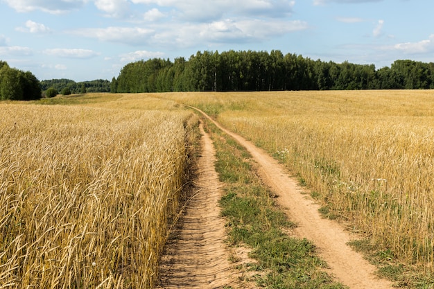 Campo de trigo con una carretera