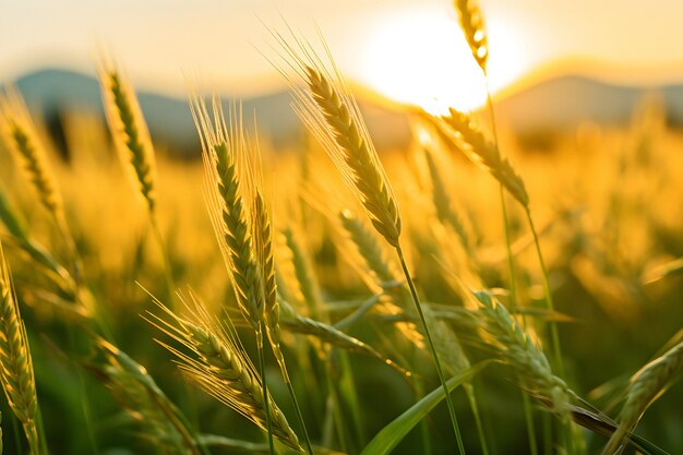 El campo de trigo, el centeno, el trigo, el concepto de la cosecha rica, el campo de centeno, las orejas del trigo, el atardecer del día de verano.