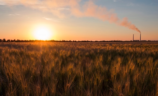 Campo de trigo y central eléctrica contra el cielo del atardecer.