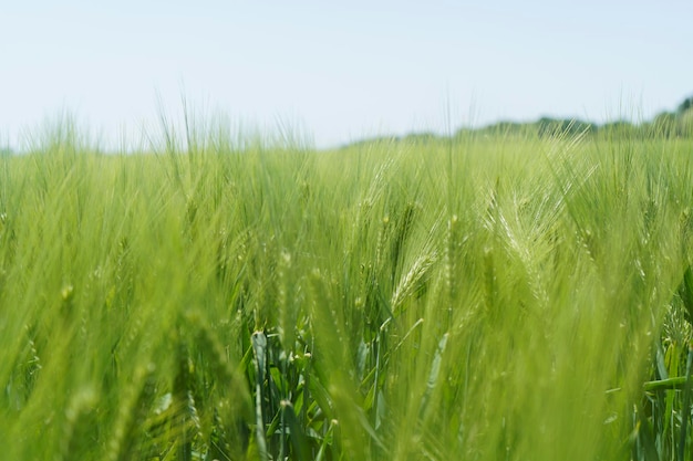 Campo de trigo de cerca la escena agrícola de enfoque selectivo en las plantaciones de cereales de Rusia