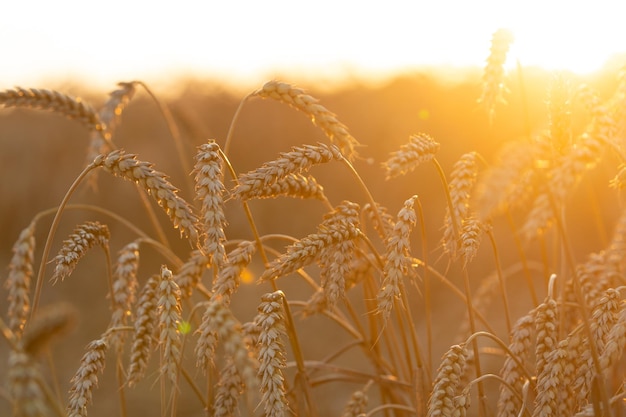 Campo de trigo Cerca de las espigas de trigo en maduración Período de cosecha Tiempo de puesta o amanecer Campo de cultivos.