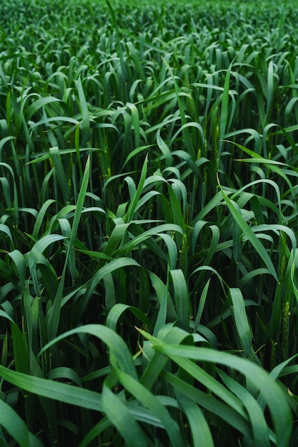 Foto campo de trigo. cerca de espigas de trigo verde joven. fondo de paisaje rural de maduración de espigas de campo de trigo. concepto de cosecha rica.