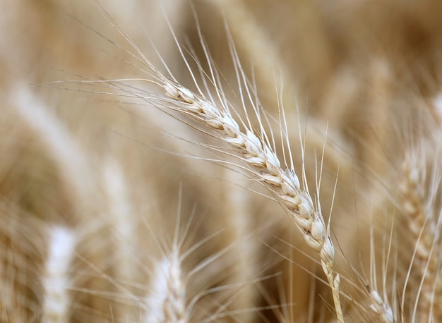 Campo de trigo cerca del momento de la cosecha.