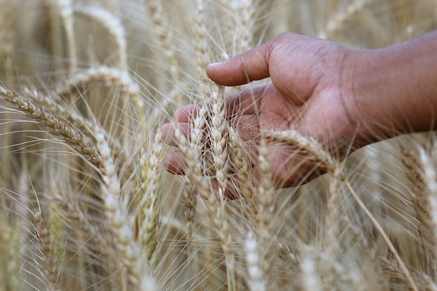 Campo de trigo cerca del momento de la cosecha.