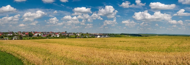 Un campo de trigo cerca del pueblo en el horizonte y un cielo nublado azul Foto amplia