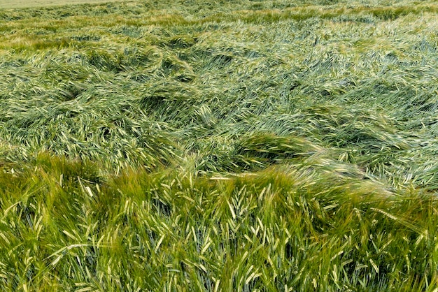 Un campo con trigo de cereal verde inmaduro