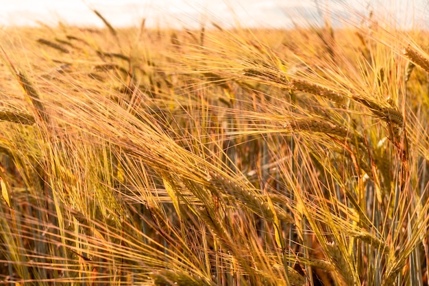 Campo de trigo de cereales en verano cosecha fondo natural copia espacio espiguillas contra el cielo azul