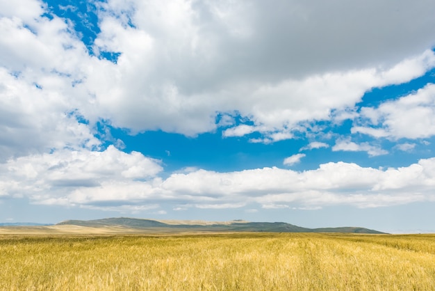 Foto campo de trigo y cielo azul con nubes.