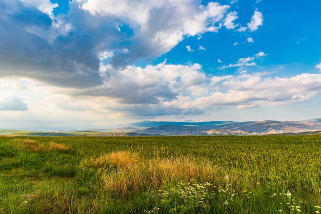 Campo de trigo y cielo azul con nubes.