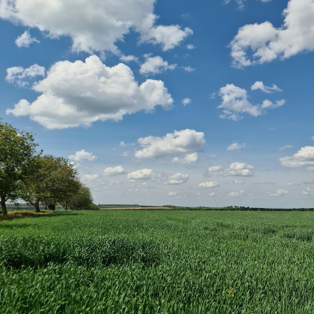 Un campo de trigo con cielo azul y nubes.