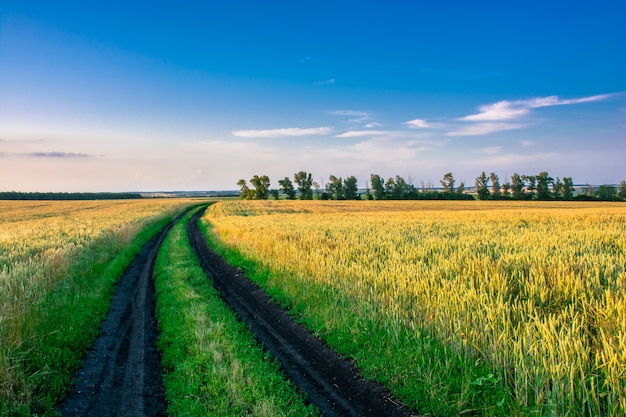 Campo de trigo en un cielo azul en los rayos del sol poniente