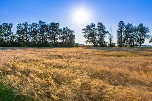 Campo de trigo en un cielo azul en los rayos del sol poniente