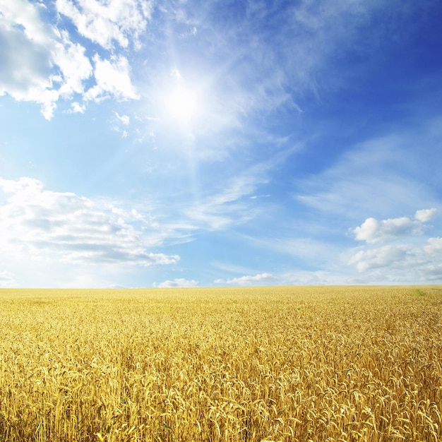 Campo de trigo y cielo azul con sol