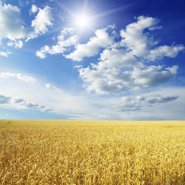 Campo de trigo y cielo azul con sol