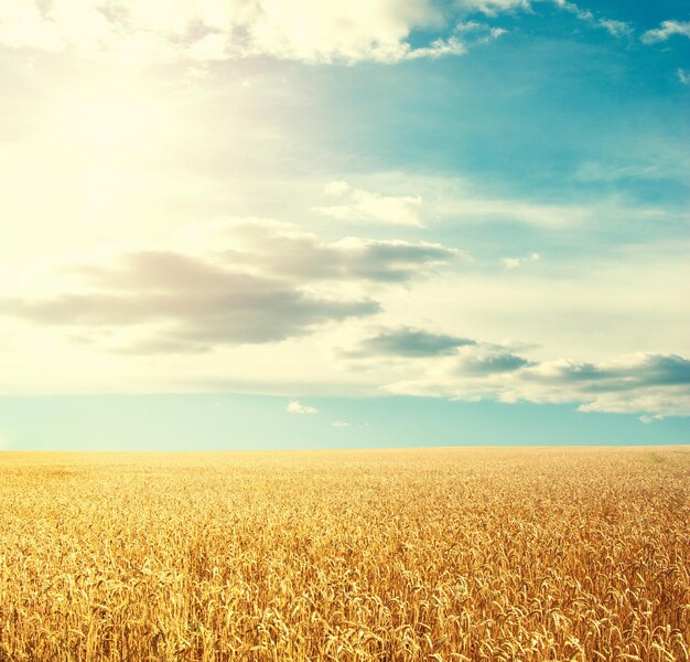 Campo de trigo y cielo azul con sol