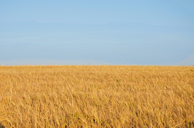 Campo de trigo y cielo azul