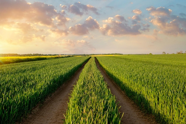Campo de trigo y cielo dramático al atardecer paisaje rural habitual de Inglaterra en Yorkshire