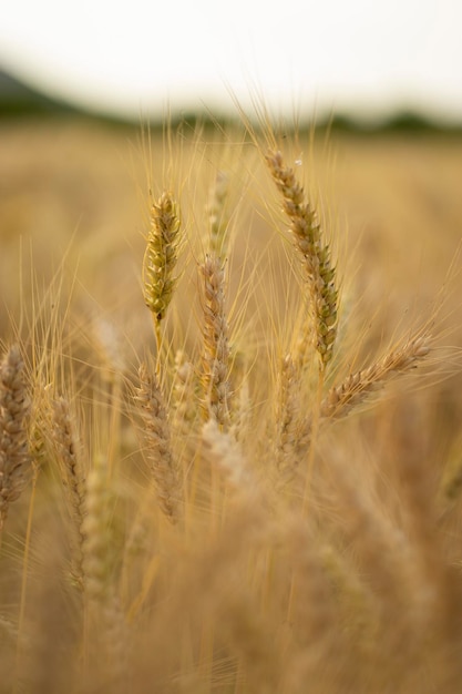 Un campo de trigo con el cielo de fondo