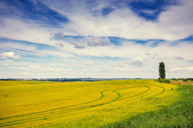 Campo de trigo con cielo nublado. Hermosa naturaleza, paisaje rural.