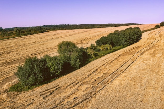 Campo de trigo en la colina en verano Vista desde arriba