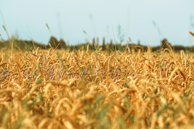 Campo de trigo El concepto de la crisis alimentaria mundial