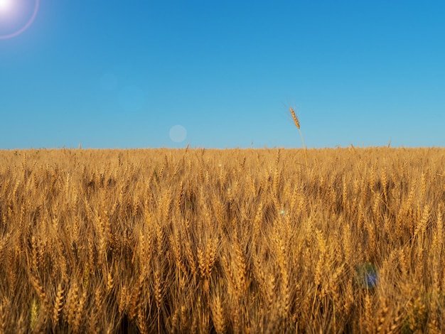 Campo de trigo contra el cielo azul Crisis alimentaria Elemento de diseño