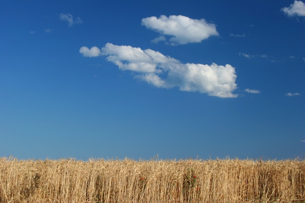 Campo de trigo contra el cielo azul.