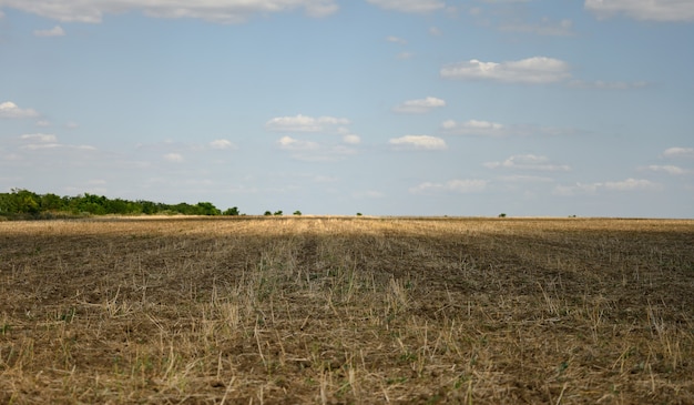 Campo de trigo contra el cielo, tallos que sobresalen del suelo. Día de verano