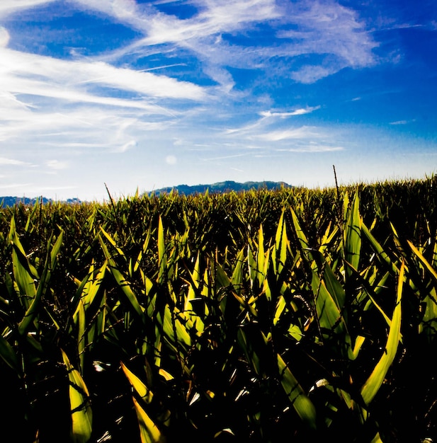 Foto campo de trigo contra el cielo