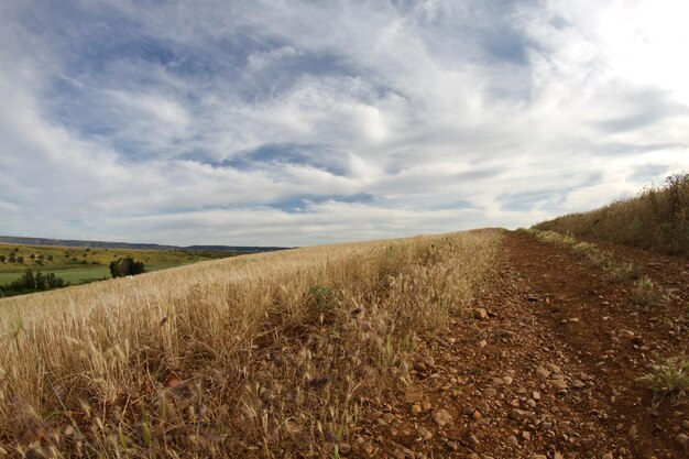 Campo de trigo, cosecha. Campo dorado y cielo azul.