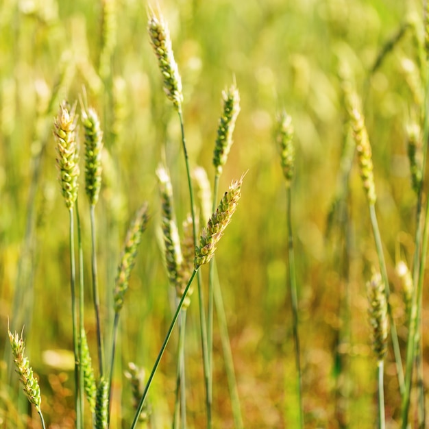 Campo de trigo. Cosecha fresca de trigo. Enfoque selectivo