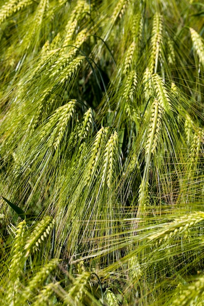 Foto campo de trigo con una cosecha de trigo inmaduro