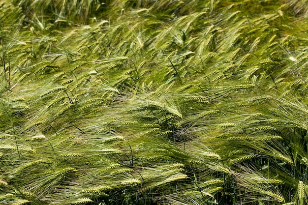 Campo de trigo con una cosecha de trigo inmaduro