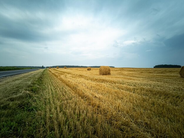 Un campo con trigo cosechado cerca de la autopista El concepto de cosecha cosecha