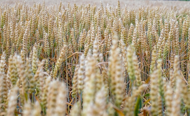 campo de trigo desenfocadocrecimiento naturaleza cosechahacer panpanadería agricultura granjamaduración