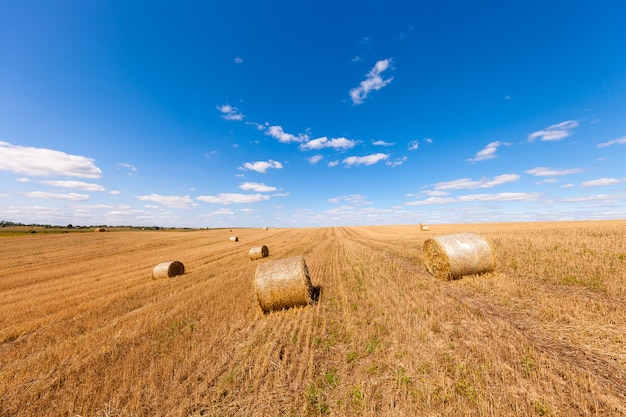 Campo de trigo después de la cosecha con balas de paja al atardecer