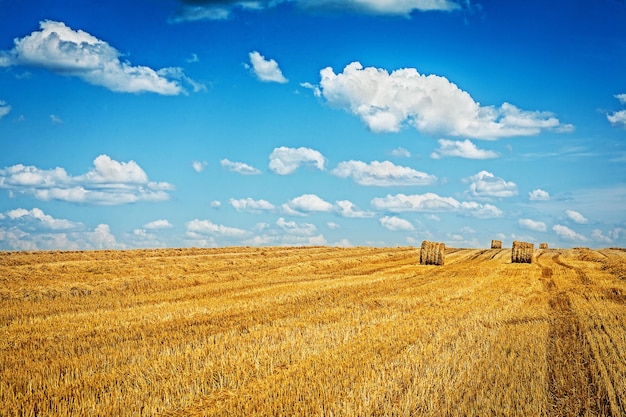 Campo de trigo después de la cosecha.