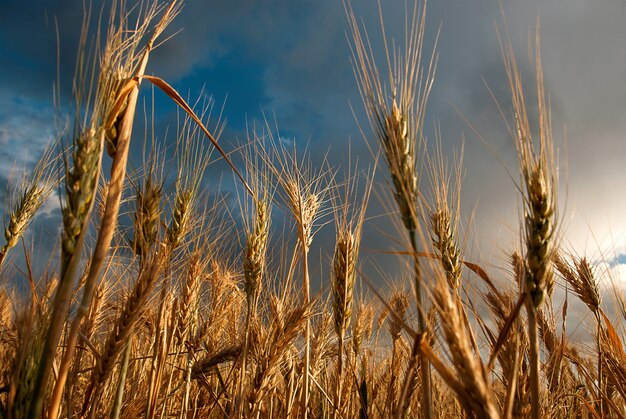 Campo de trigo en día nublado en verano