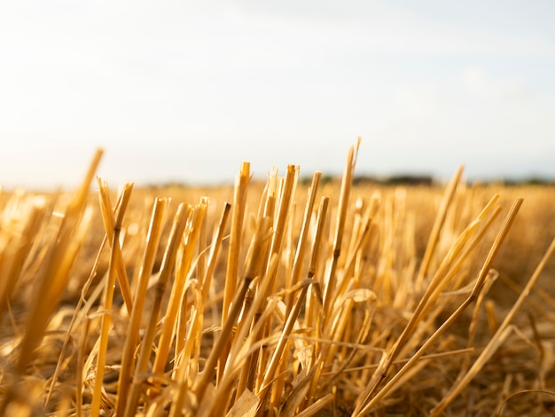 Campo de trigo en un día nublado