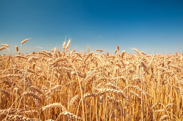 Campo de trigo en un día soleado