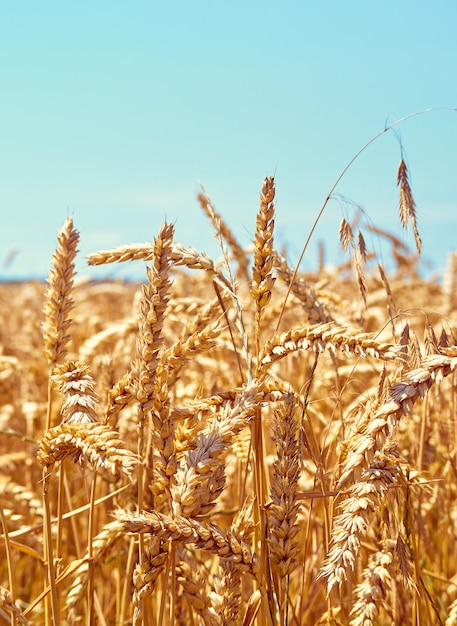 Campo de trigo en día soleado