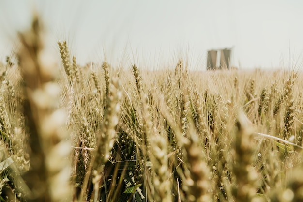 Foto campo de trigo en un día soleado