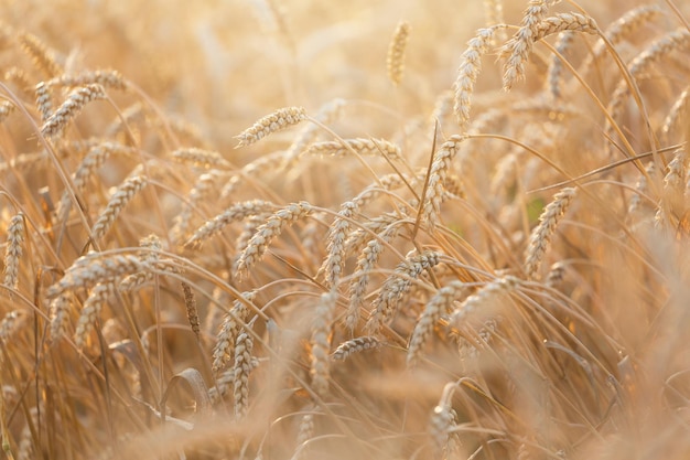 Campo de trigo en un día de verano Cerca de las espigas de trigo en maduración Período de cosecha Campo de cultivos