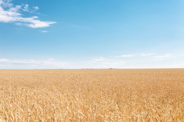 Campo de trigo en un día de verano