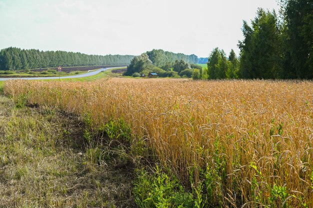 Campo de trigo dorado en el caluroso día soleado de verano. Campo de centeno de maduración en un día de verano. Primer plano de orejas de centeno.