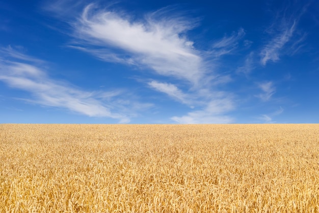 Campo de trigo dorado con cielo azul con nubes en el fondo