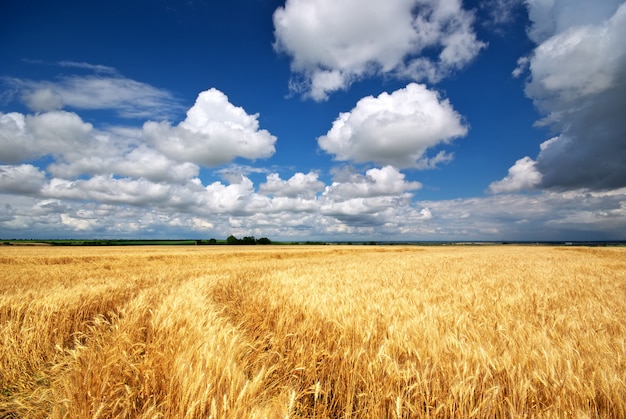 Foto campo de trigo dorado bajo el cielo azul