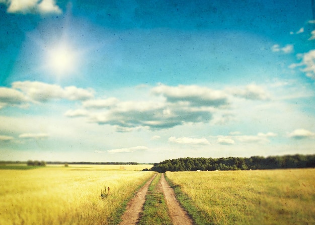 Un campo de trigo dorado y cielo azul.